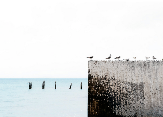Birds View
