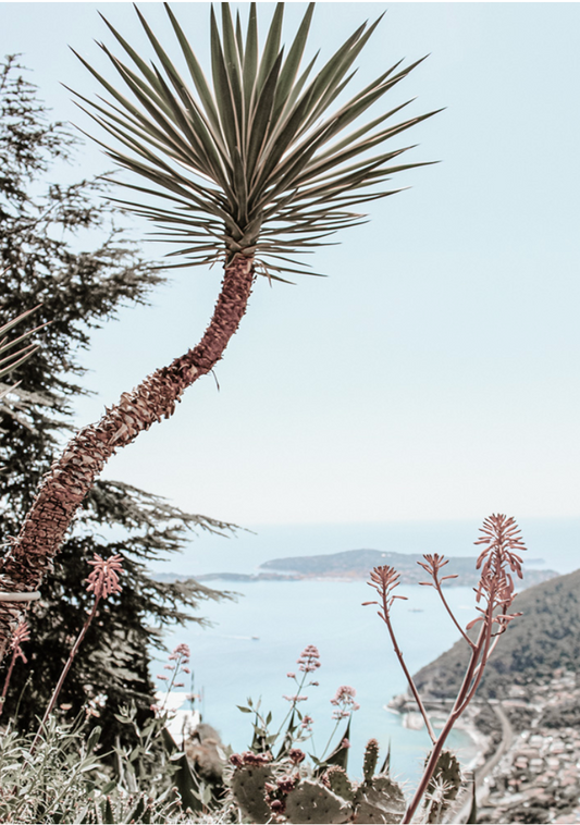 Secret Palm