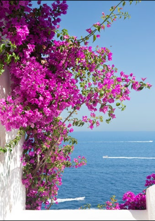 BOUGAINVILLEA