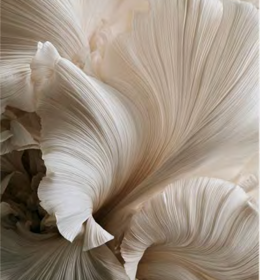 THE FOLD