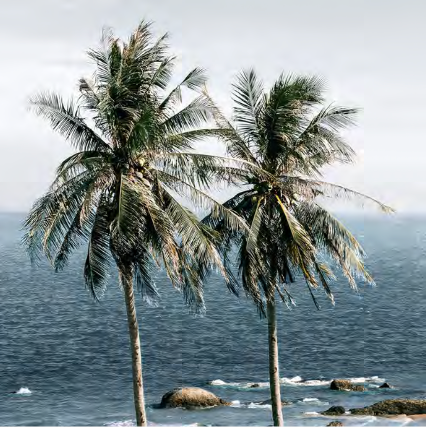TWO PALMS
