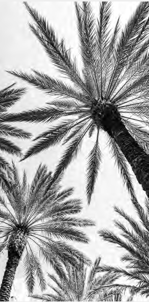 TREETOPS